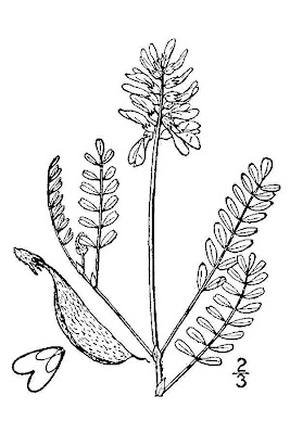 Astragalus alpinus,
Alpine Milk Vetch,
alpine milk-vetch,
alpine milkvetch,
Astragalo alpino