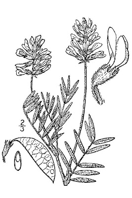 Astragalus australis,
Astragalo meridionale,
Indian milk-vetch,
Indian milkvetch,
Southern Milk Vetch
