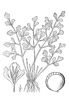 Asplenium ruta-muraria L.