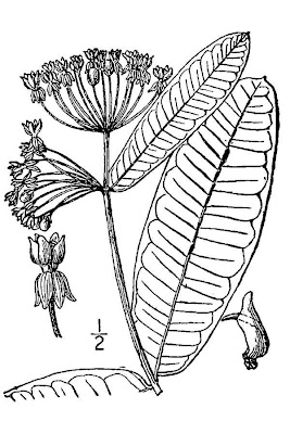 Asclepias syriaca L.