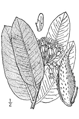 Asclepias syriaca L.