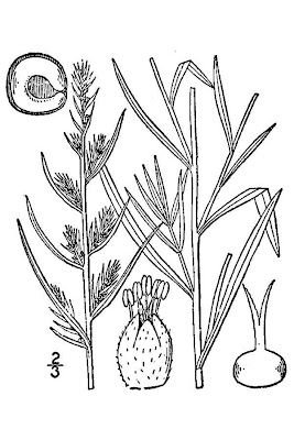 Bassia scoparia,
Besenkraut,
burningbush,
Granata comune,
hokigi,
kochia,
Mexican firebrush,
Mexican fireweed,
mirabel,
mirabela,
mock cypress,
Summer Cypress,
summer-cypress