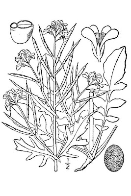 Early winter cress