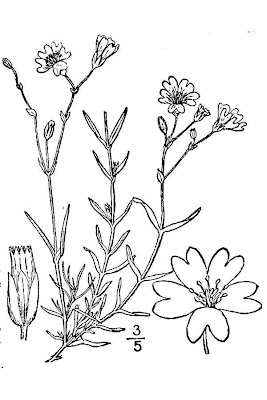 Field mouse-ear