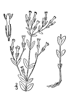 Branched centaury Branched centaury