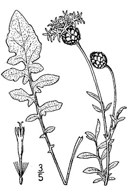 Greater knapweed Greater knapweed
