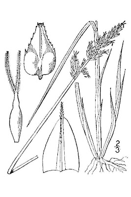 Carica tondeggiante Carica tondeggiante