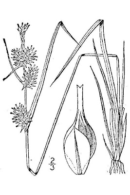 Carex flava L.