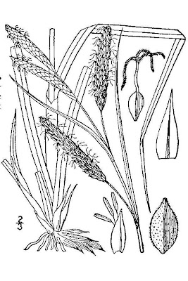 Carex flacca Schreber