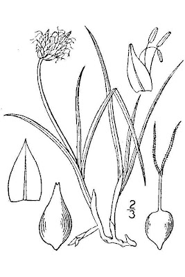 Seaside Sedge
