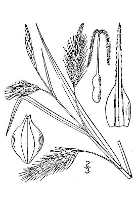 Seaside Sedge