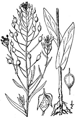 Camelina pilosa