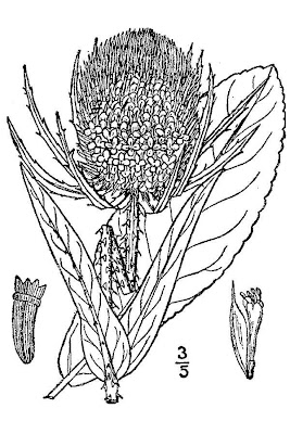 Fuller's teasel