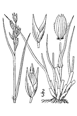 Danthonia decumbens,
common heathgrass,
Danthonia minore,
heath grass,
heather grass,
mountain heath grass