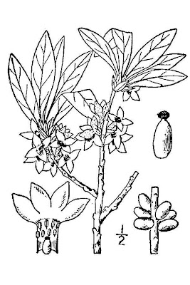 Camalea