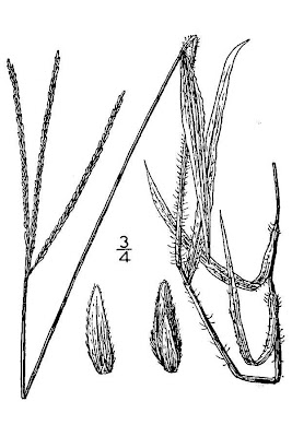 Crabgrass Crabgrass