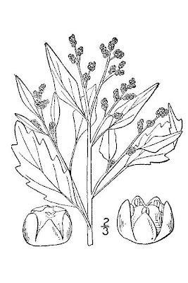Chenopodium glaucum L.