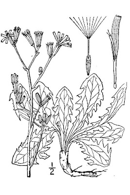 Chondrilla juncea L.