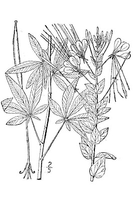 Cleome comune Cleome comune