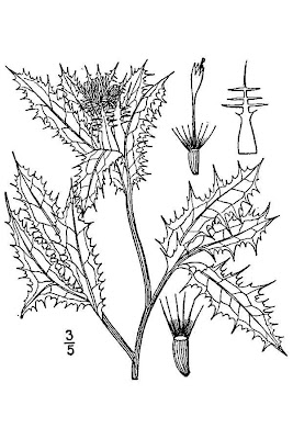 Blessed thistle Blessed thistle