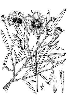 Atkinson's tickseed Atkinson's tickseed