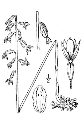 Coralloriza Coralloriza