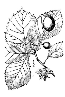 Cockspurthorn Cockspurthorn