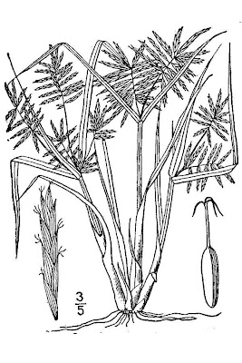 False nut sedge