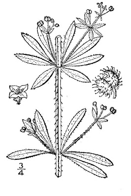 Goose-grass