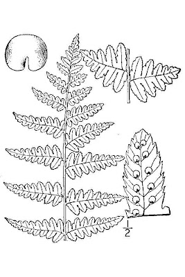 Dryopteris cristata (L.) A.Gray