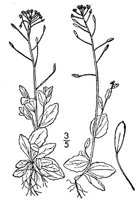 Draba nemorosa,
Draba dei boschi,
wood draba,
woodland draba,
Woodland Whitlow Grass,
woodland Whitlow-grass,
woods draba