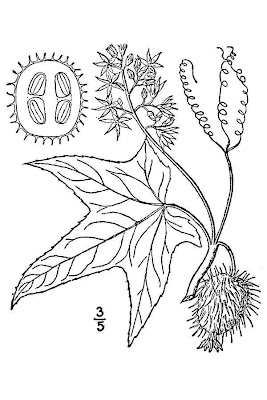 Echinocystis lobata,
concombre grimpant,
Echinocistis,
prickly-cucumber,
wild balsam-apple,
wild balsamapple,
wild cucumber,
wild mock cucumber,
wild mockcucumber