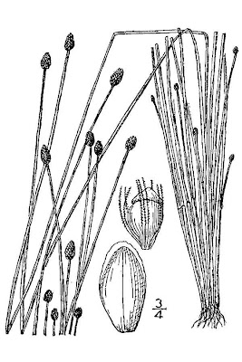 Eleocharis obtusa (Willd.) Schultes