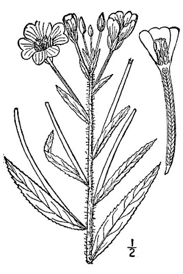 Hierba de san antonio