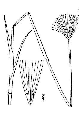 Eriophorum scheuchzeri Hoppe