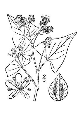 Grano turco
