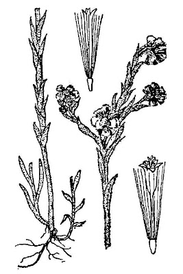 Bambagia comune