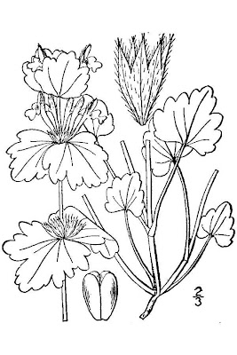 Lamium amplexicaule L.