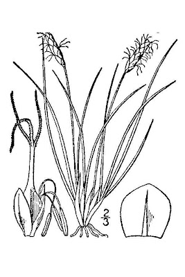 Kobresia myosuroides (Vill.) Fiori