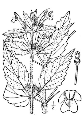 Galeopsis tetrahit,
bristlestem hempnettle,
brittle-stem hemp-nettle,
brittlestem hempnettle,
Canapa selvatica,
Canapetta comune,
common hemp-nettle,
galeopse,
gale&oacute;pse-comum,
Gemeiner Hohlzahn,
Hemp Nettle,
hemp-nettle