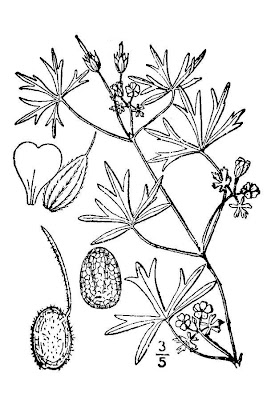 G�ranium � feuilles d�coup�es