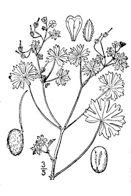 G�ranium � tiges gr�les