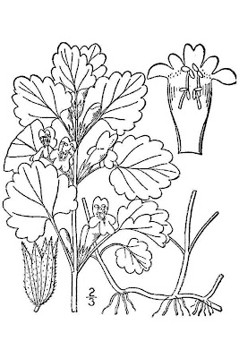 Glechoma hederacea L.