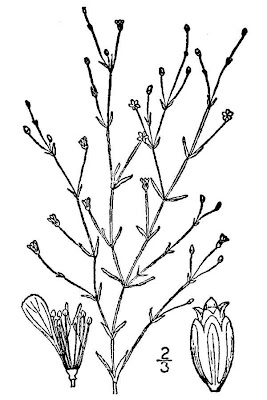Gypsophile des murs