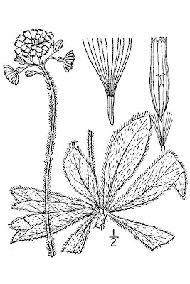 Fox-and-cubs