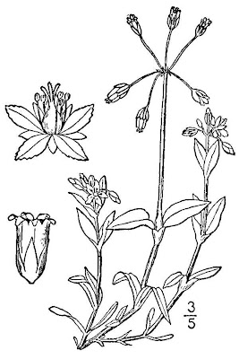 Estrelada