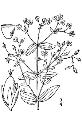 Dwarf St. Johnswort