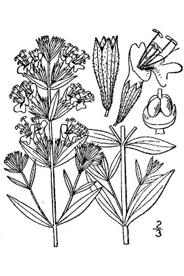 Hyssopus officinalis L.