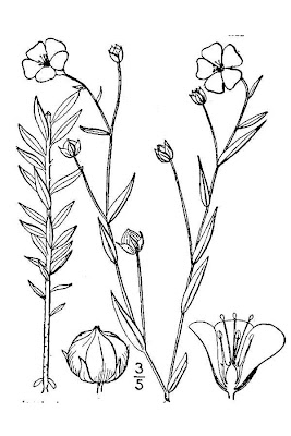 Cultivated flax Cultivated flax