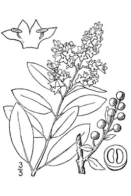 European privet